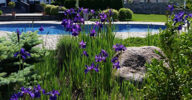 A variety of purple flowers, tall grasses, and green plants and shrubs with a pool in the background.